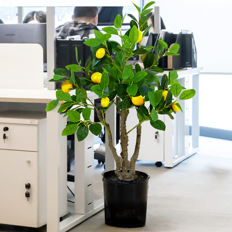 Organic lemon saplings | Cultivated without pesticides, grown at home, safe to eat, a healthy life starts from the balcony