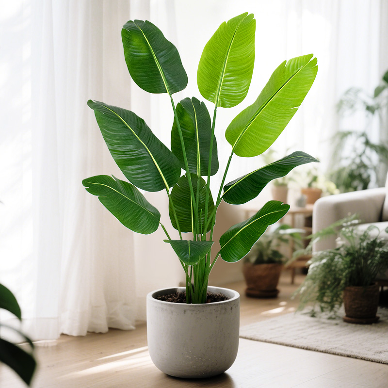 High-quality traveler banana seedlings are indoor and outdoor ornamental plants that are drought-resistant, easy to grow and evergreen throughout the four seasons
