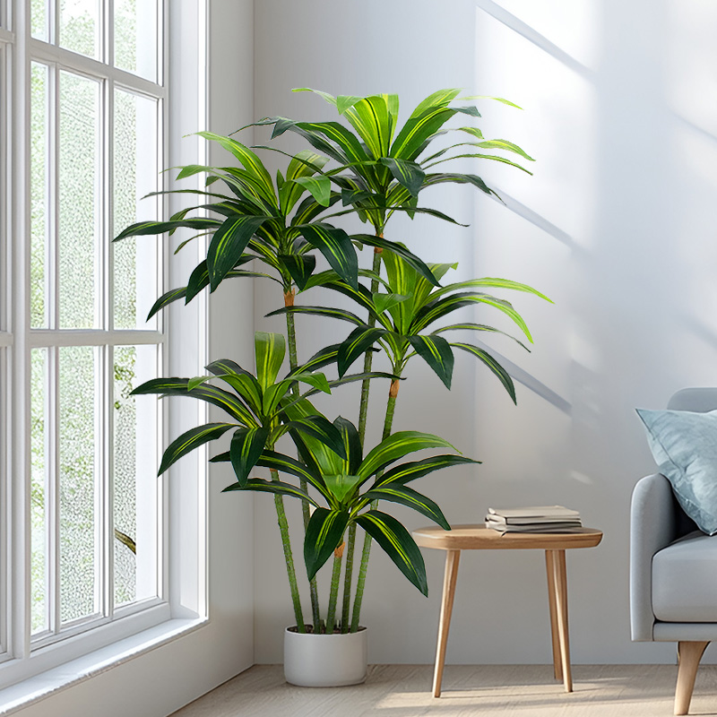 Golden-edged Brazilian wood potted plant | With emerald green leaf edges and golden lines, it is the embodiment of light luxury among floor-standing green plants in the living room