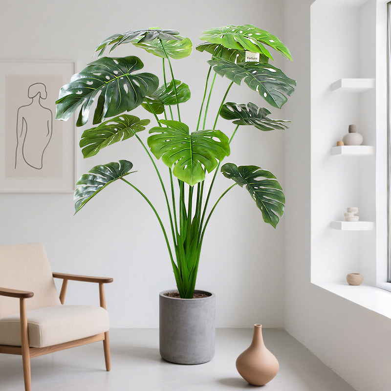 Strong shade-tolerant thick-stemmed turtle-back bamboo | A preferred green plant for lazy people even in north-facing rooms