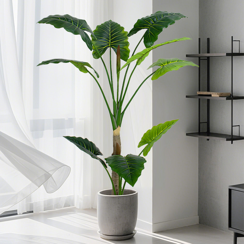 Little Fairy Alocasia | Mini plant shape with emerald green leaves, a refreshing green plant for desktops or windowsills, cute and soothing
