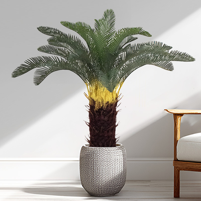 Preferred home decoration: Cycad bonsai creates a natural and fresh indoor space