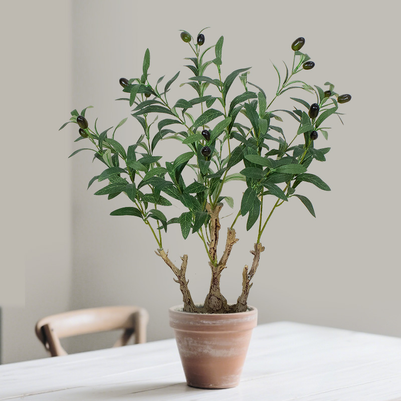 The olive tree of the same style as the Bible | A preferred choice for sacred plant religious and cultural landscape design