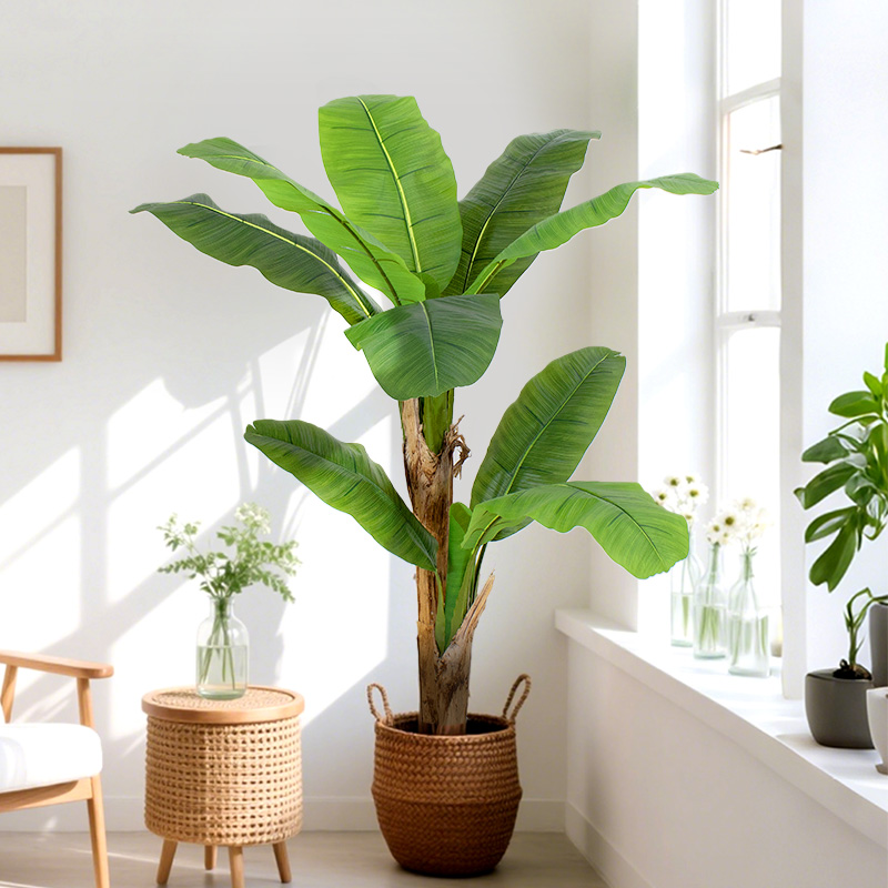The banana tree in the courtyard provides shade | The tall plants create a natural green barrier for summer coolness